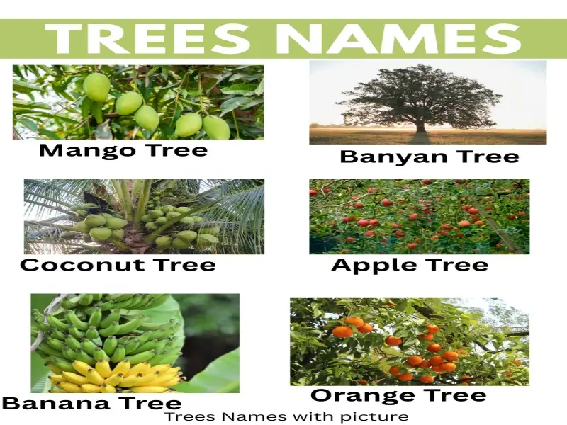 Trees-names