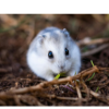 Hamster