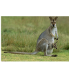 Kangaroo