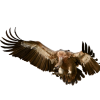 Vulture