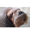 Walrus
