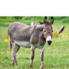 donkey