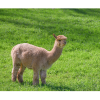 llama