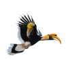 Hornbill