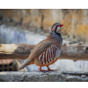 Partridge