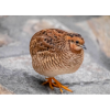 Quail