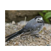Wagtail