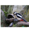 Woodpecker