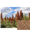 sorghum