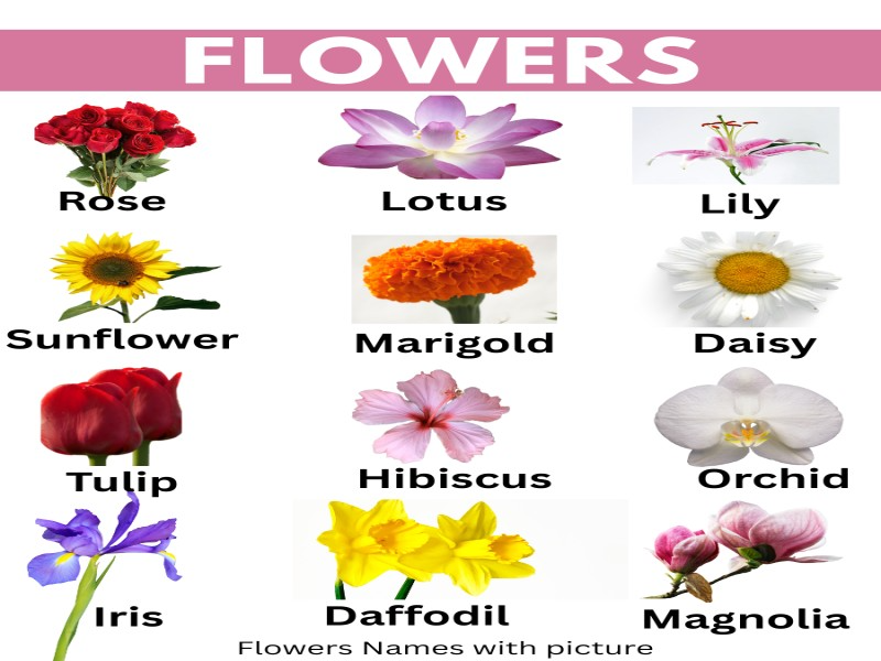 Flowers-names