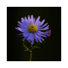aster