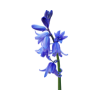 bluebell