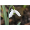 snowdrop