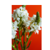 tuberose