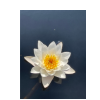 waterlily