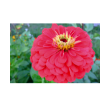 zinnia