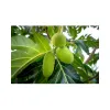 breadfruit