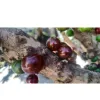 jabuticaba
