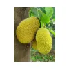 jackfruit