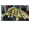 sugarcane