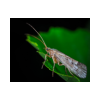 Caddisfly