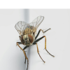 Housefly