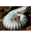 Millipede