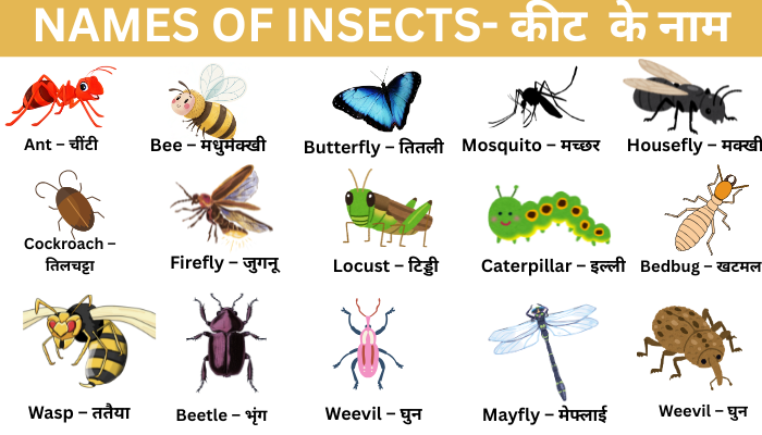insects