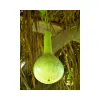 Bottle-Gourd