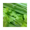 Celery