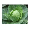 cabbage