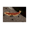 Flatworm